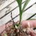 白芨种苗20~30cm