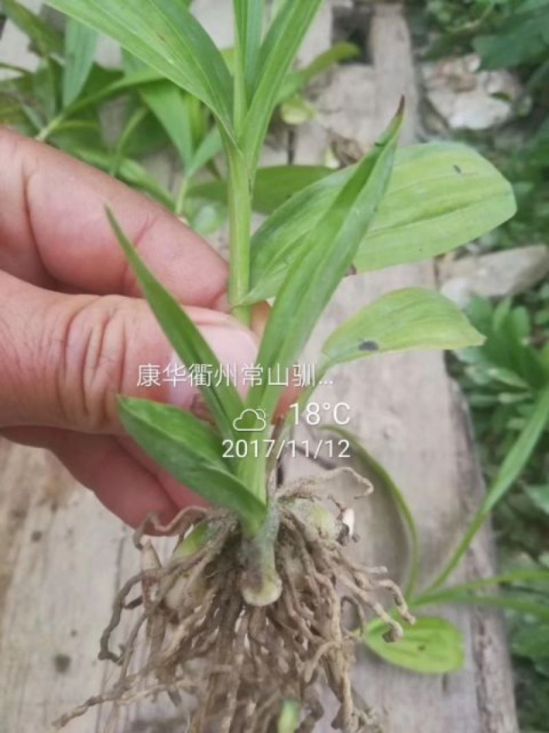 白芨种苗20~30cm
