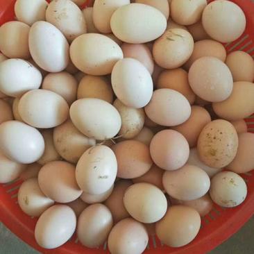 土鸡蛋食用60~75g