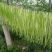 贡菜