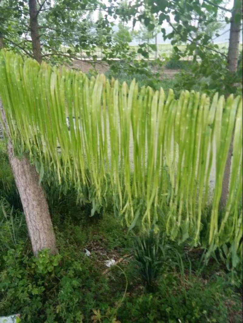 贡菜