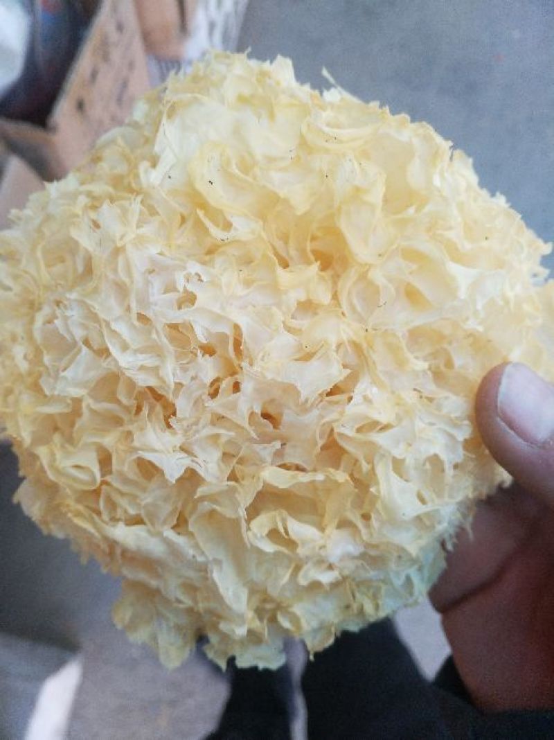 银耳一级