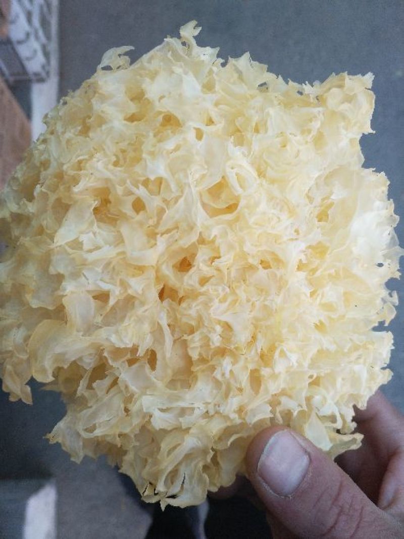 银耳一级