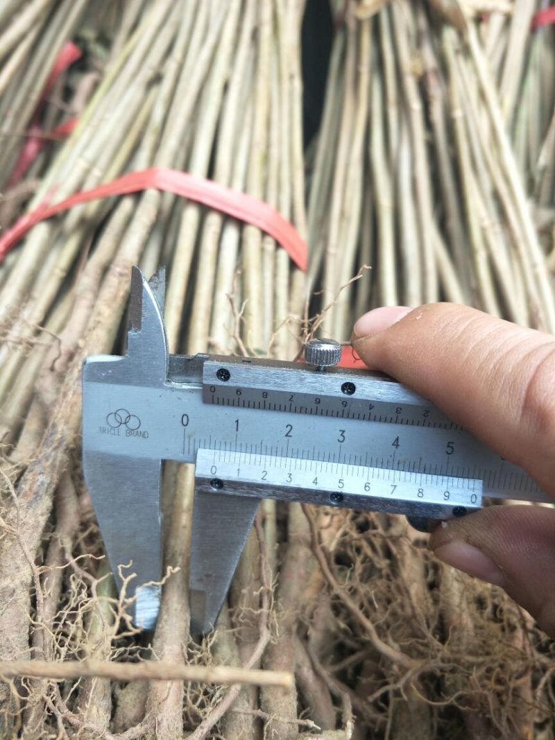 基地红油香椿苗0.5-1-2-3公分香椿树苗价格技术指导