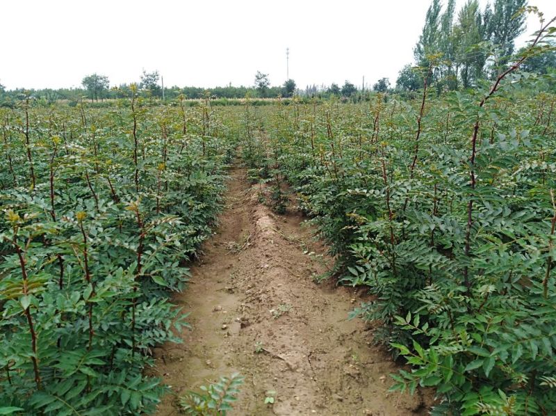 花椒苗，大红袍花椒苗，狮子头花椒苗，产地直供。
