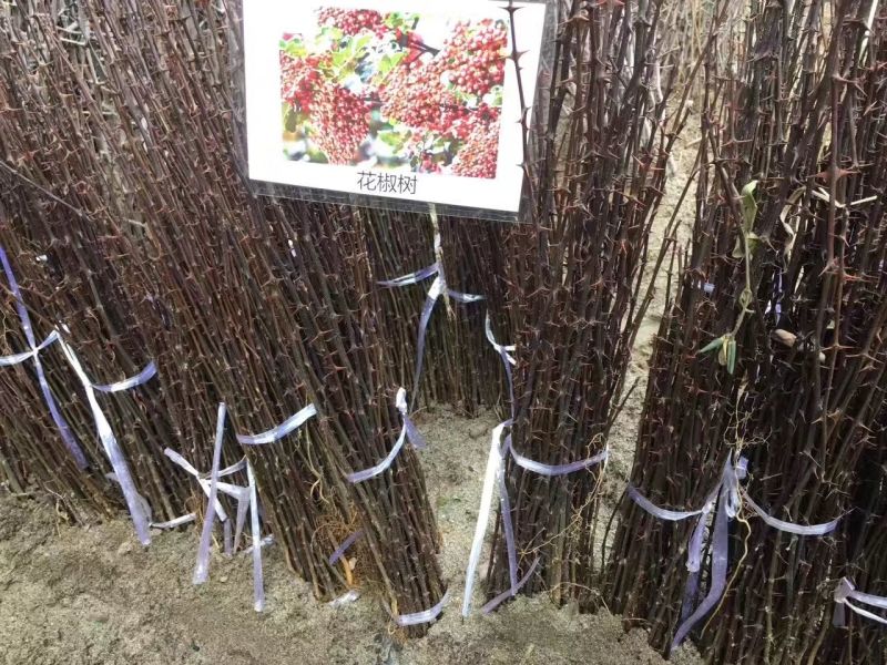 花椒苗，大红袍花椒苗，狮子头花椒苗，产地直供。