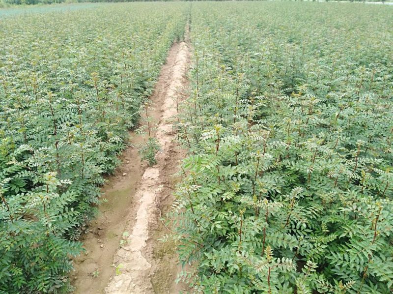 花椒苗，大红袍花椒苗，狮子头花椒苗，产地直供。