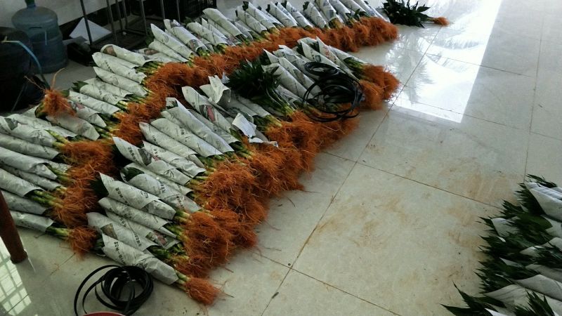 荷花竹