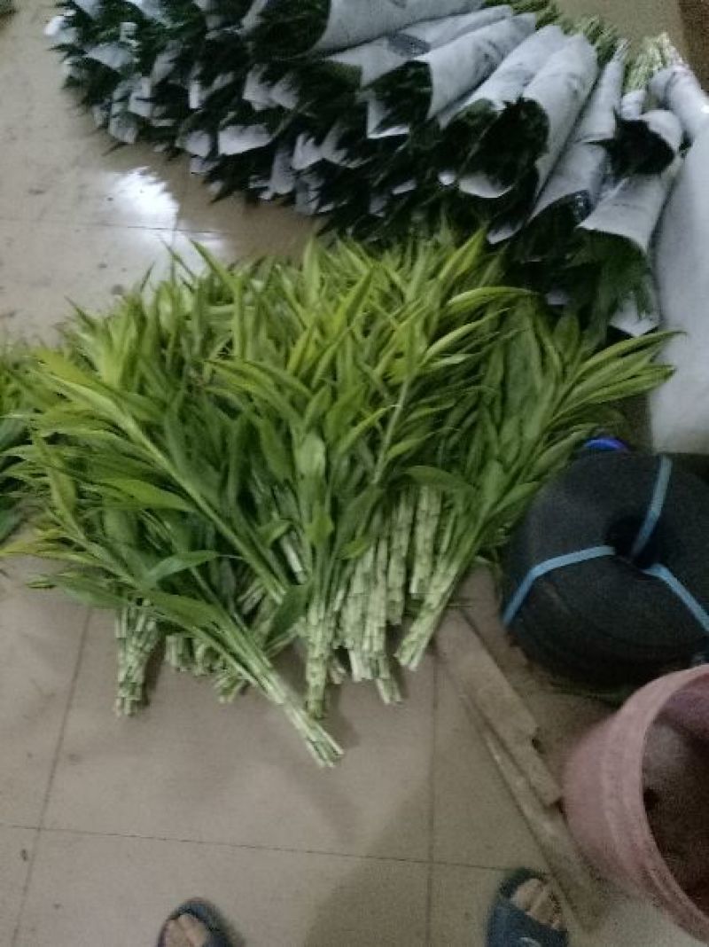 富贵竹6~8cm