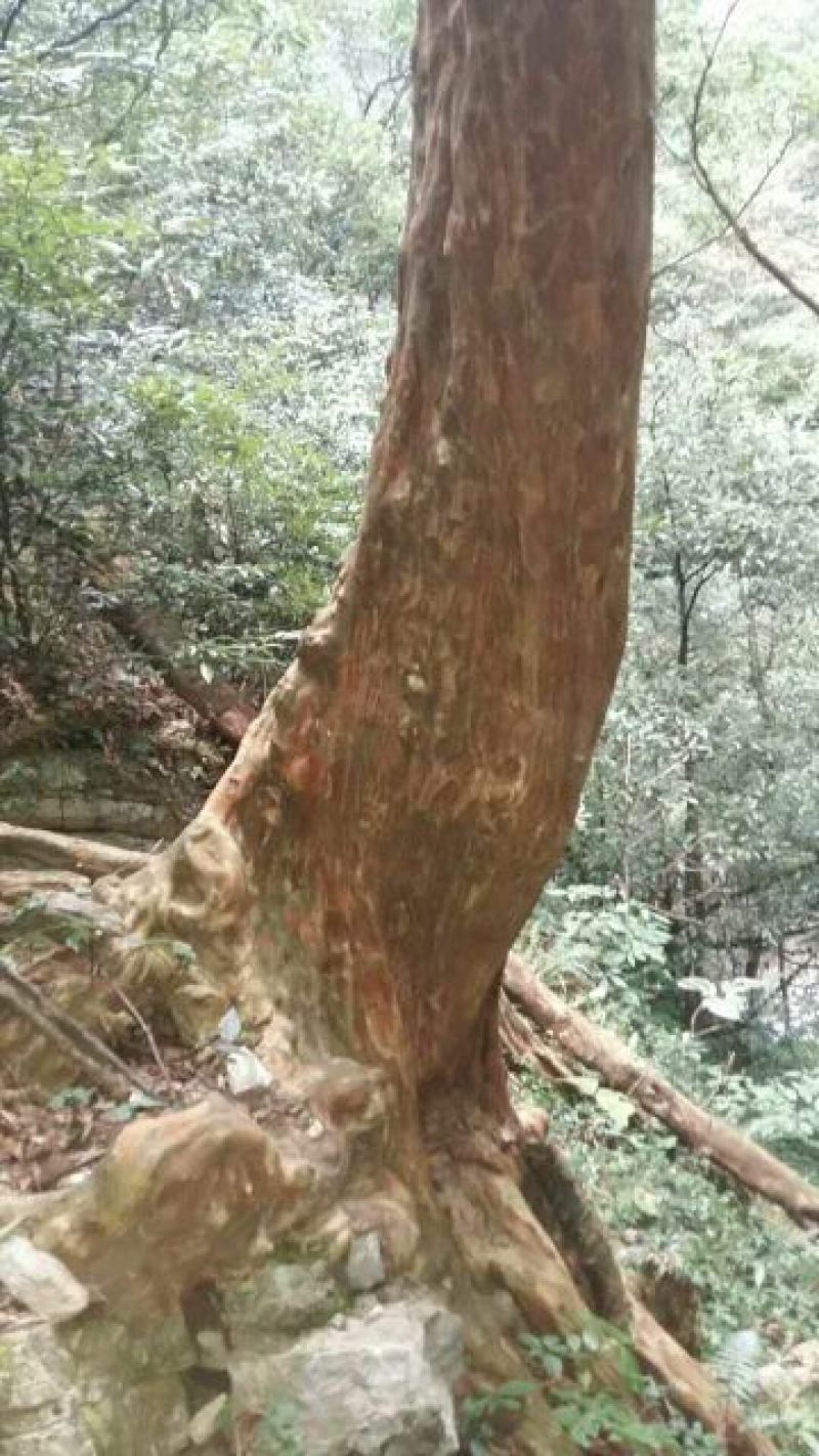 造型松14公分
