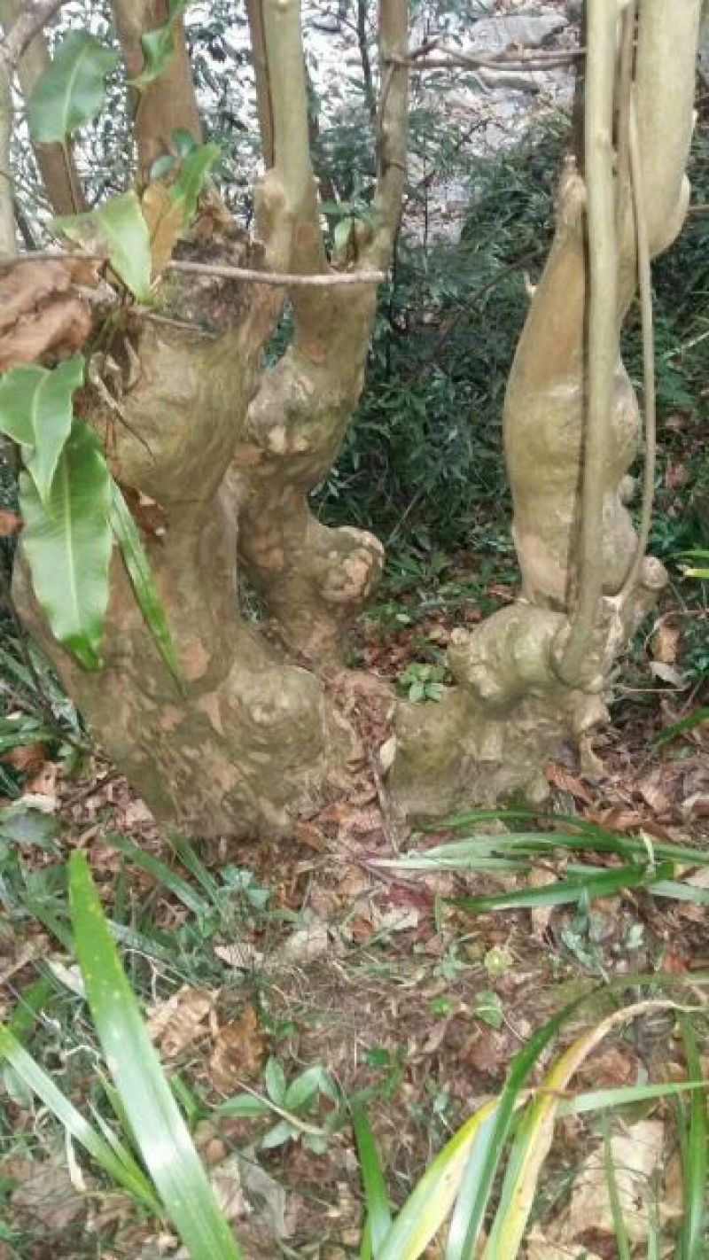 造型松14公分
