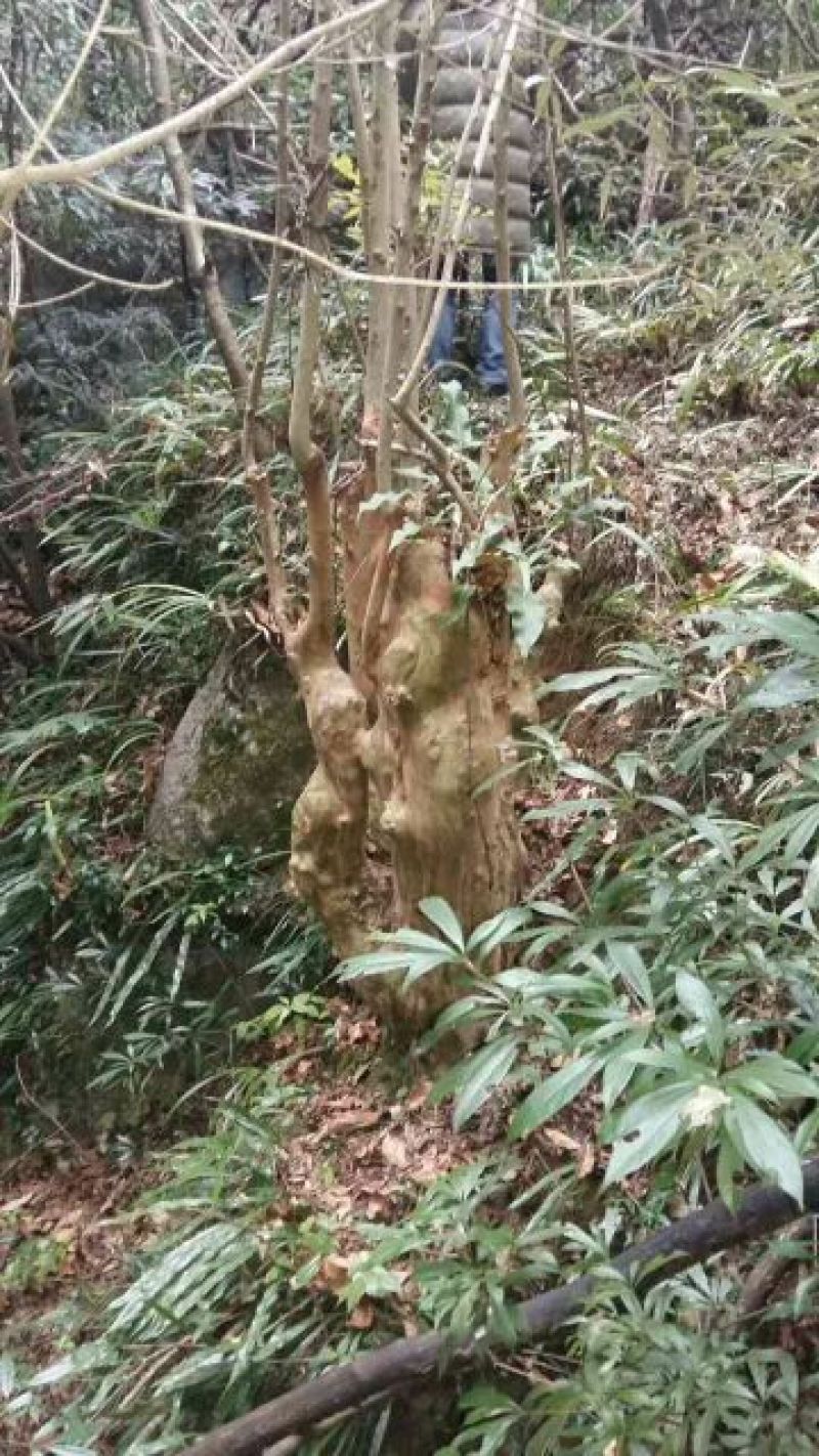 造型松14公分