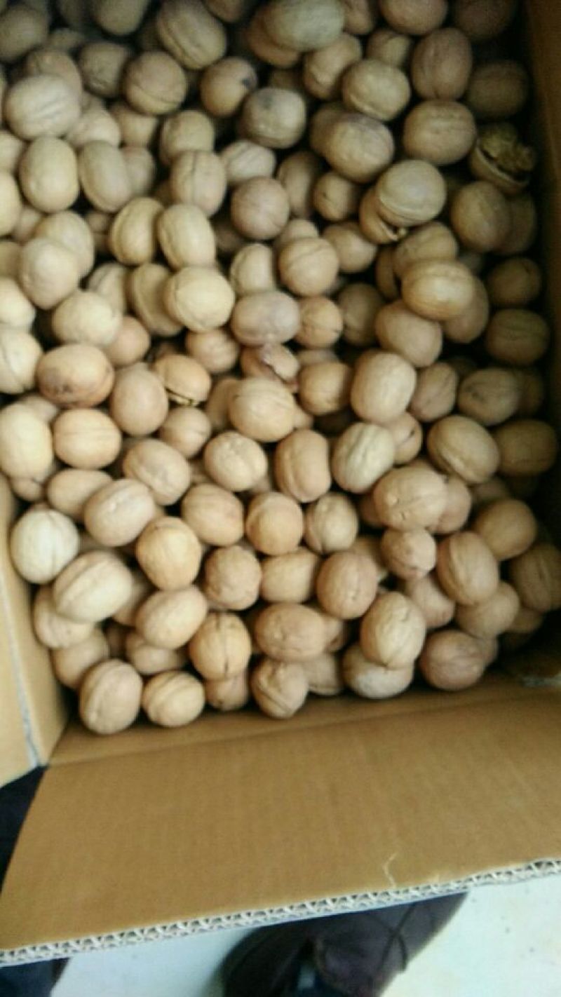 薄皮核桃去皮25~30mm干