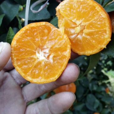 荔浦沙糖桔4~5cm一级