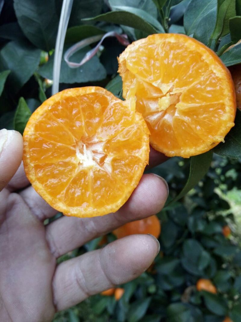 荔浦沙糖桔4~5cm一级