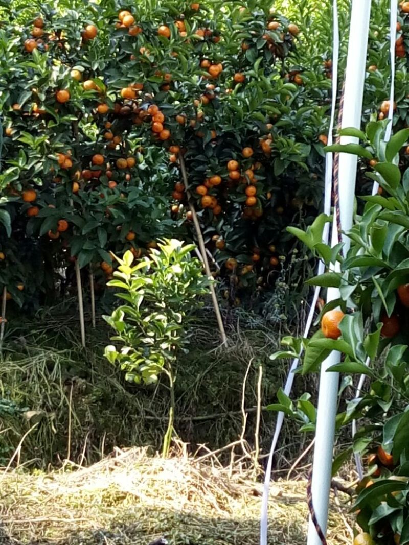 荔浦沙糖桔4~5cm一级