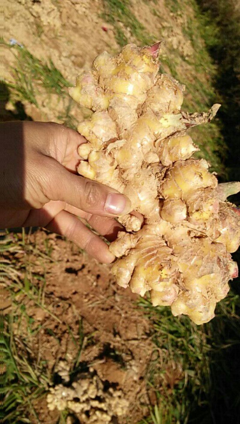 小黄姜5两以上带土