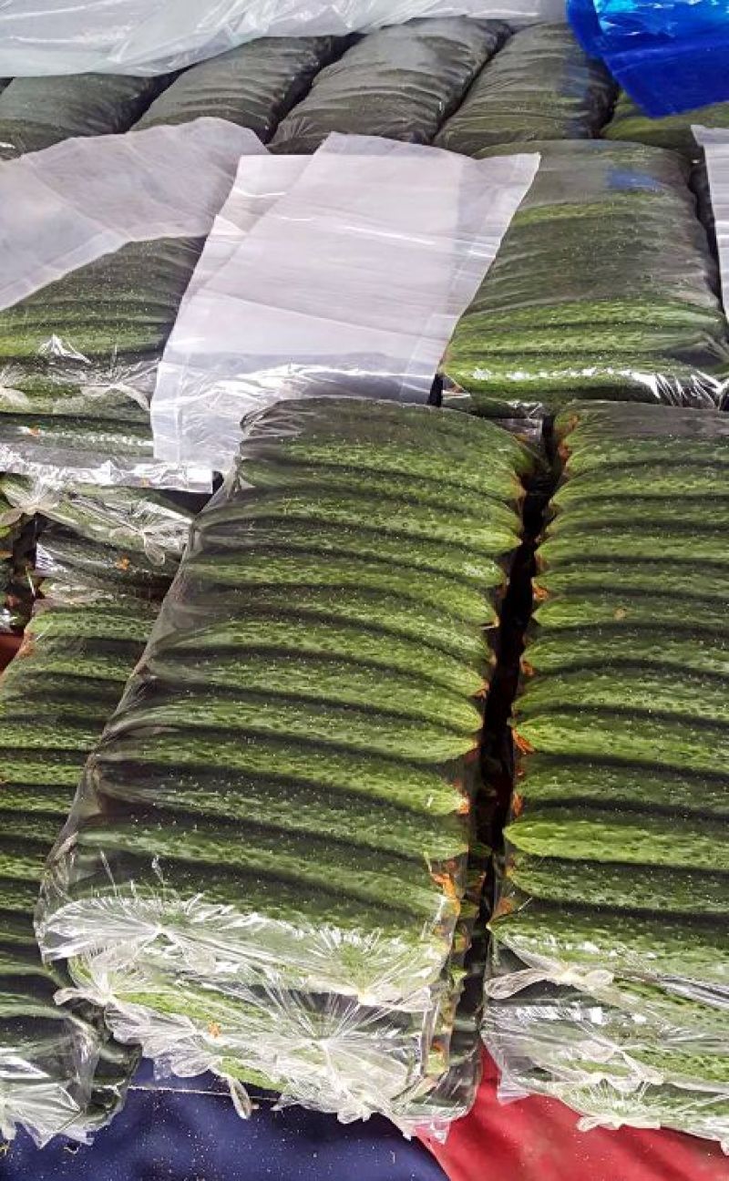 山东黄瓜，颜色黑，短把，密刺一手货源，优选黄瓜电商专供