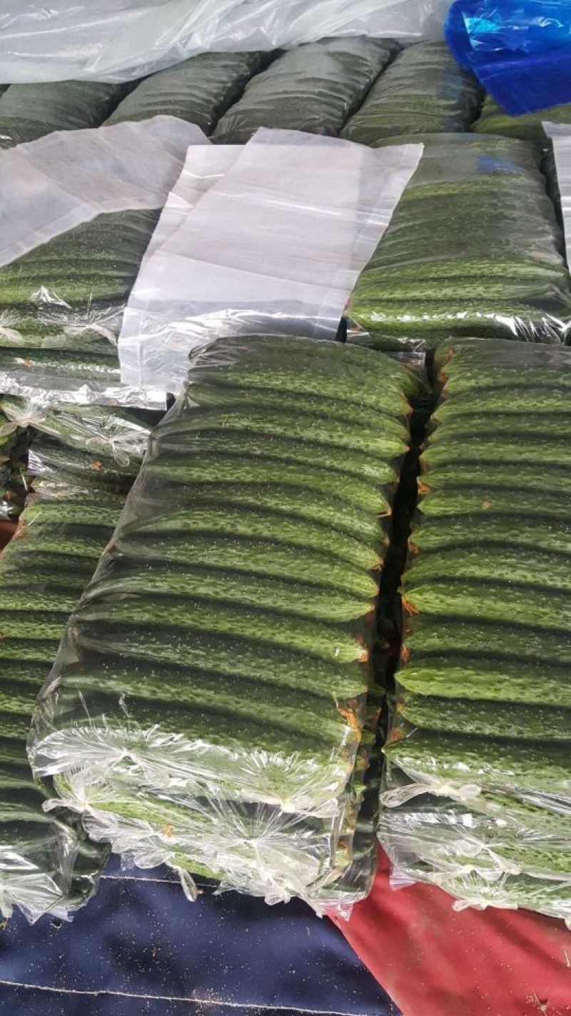 山东黄瓜，颜色黑，短把，密刺一手货源，优选黄瓜电商专供