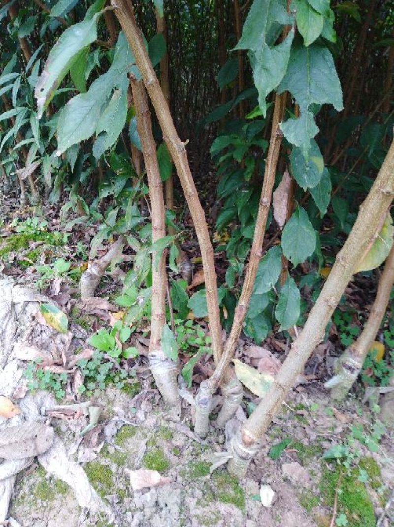 青脆李，蜂糖李，五月脆