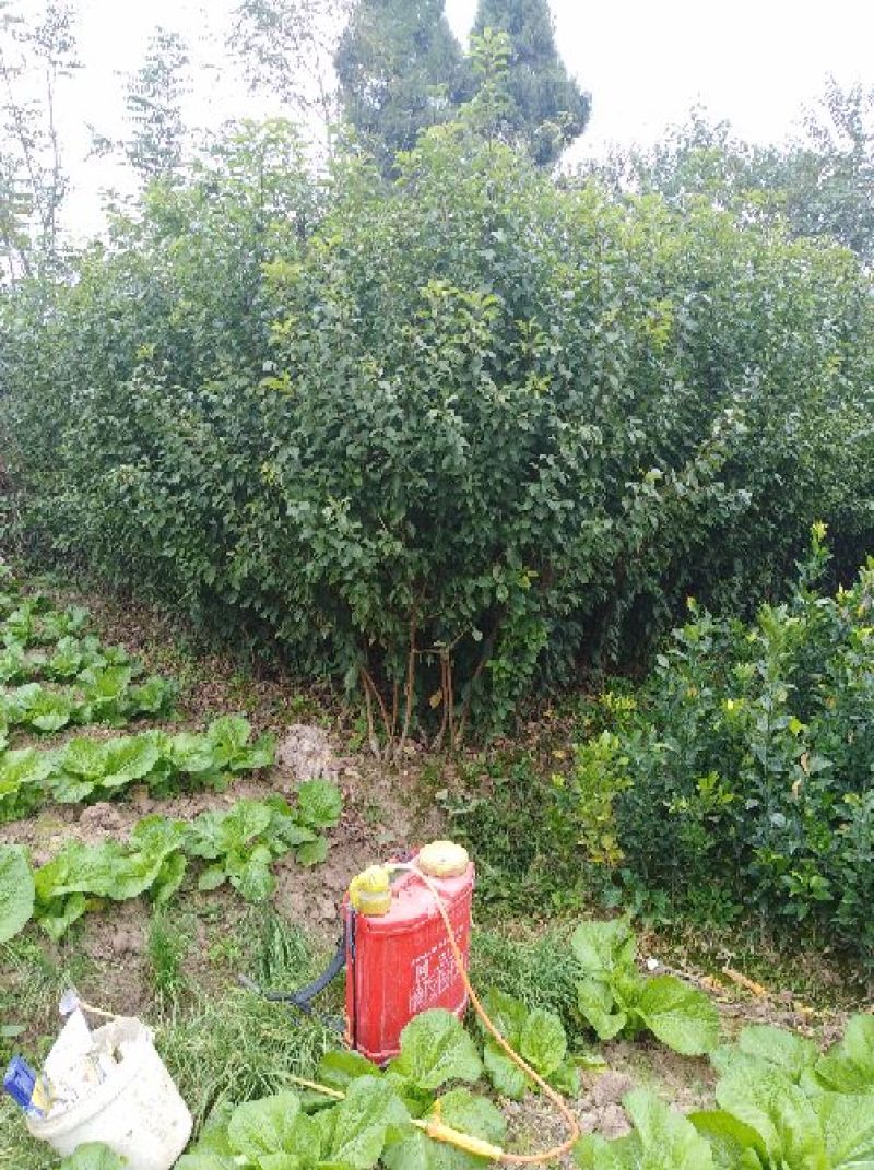 青脆李，蜂糖李，五月脆