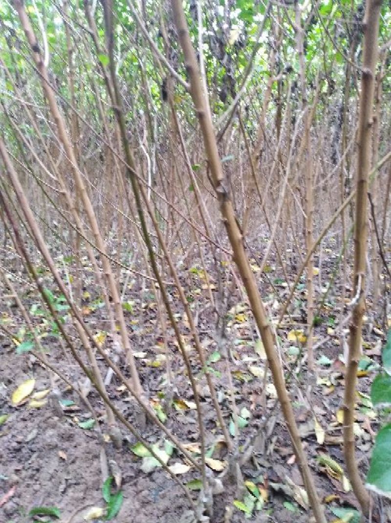 青脆李，蜂糖李，五月脆