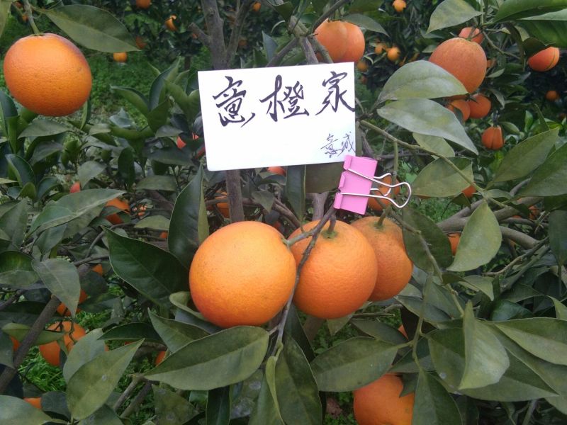 资中血橙晚熟8号代办代收一件供应链血橙晚熟血橙8号