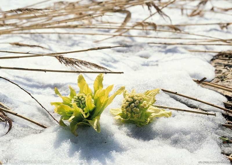 天山雪莲野生雪莲一盒一朵精品包装高原雪莲