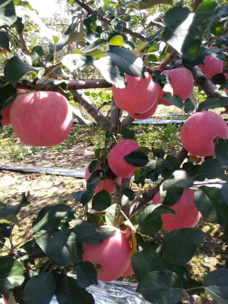 红富士苹果75mm以上膜袋