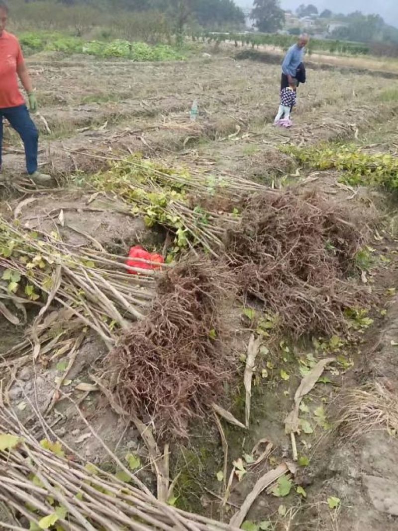 银杏树苗，银杏树小苗，银杏苗批发零售。100棵包邮
