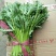 茼蒿20~25cm