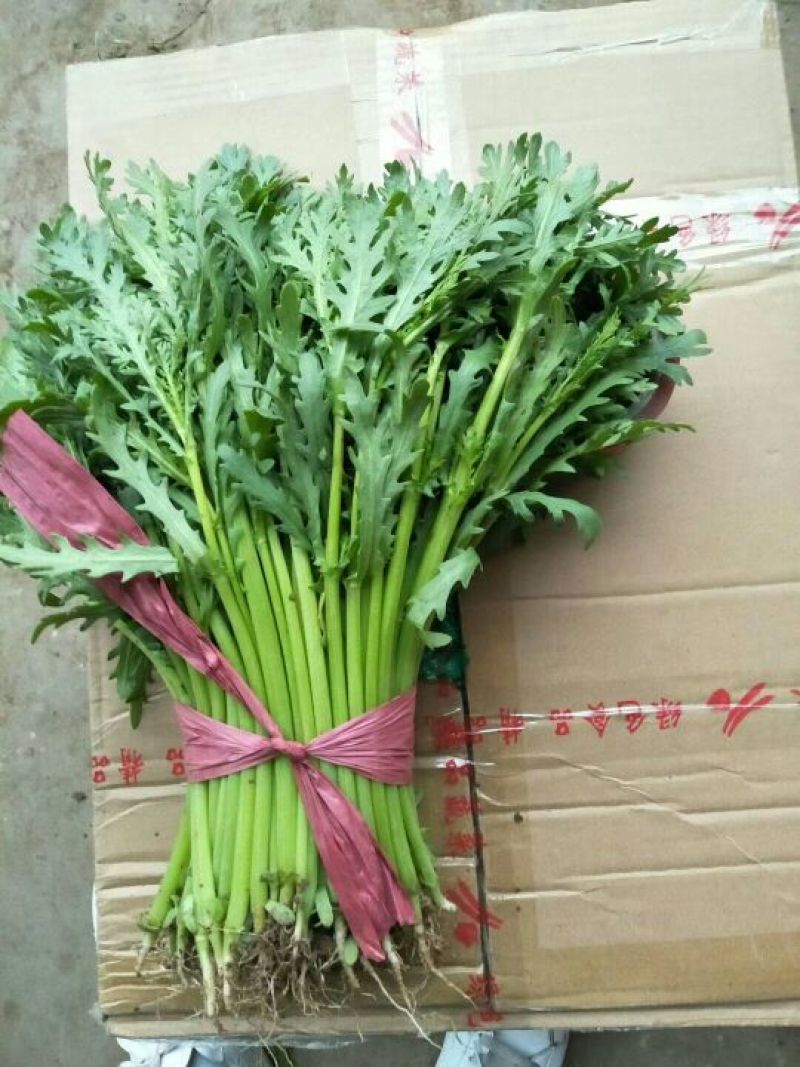 茼蒿20~25cm