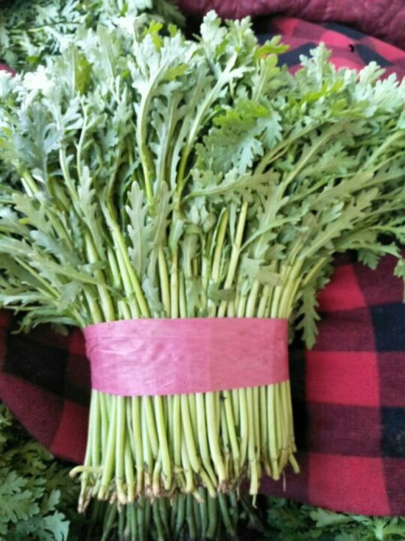 茼蒿20~25cm