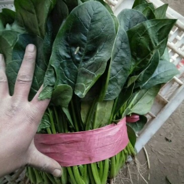 全能菠菜20~25厘米