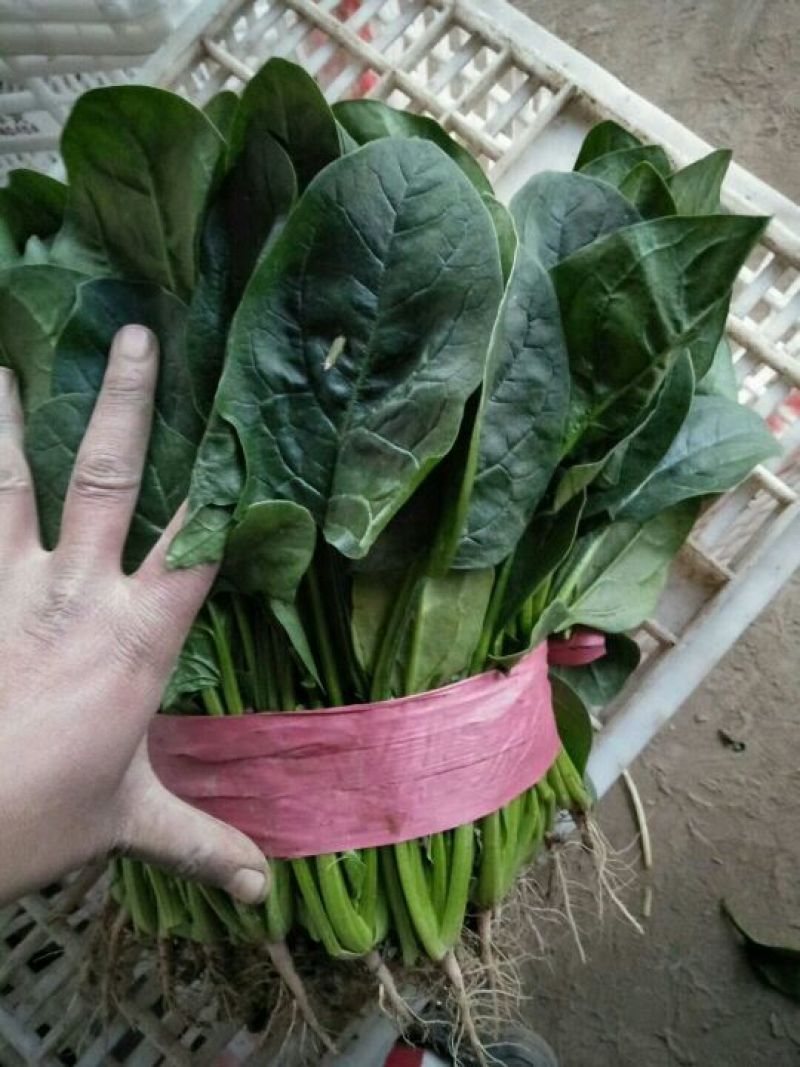 全能菠菜20~25厘米