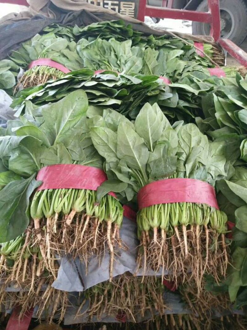 全能菠菜20~25厘米