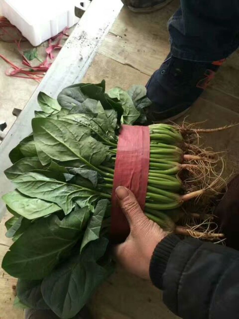 全能菠菜20~25厘米