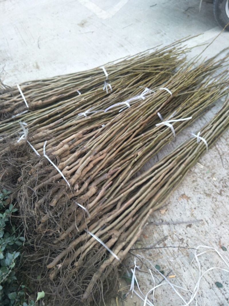 核桃苗基地批发看圃起苗现挖现卖保品种包成活包结果