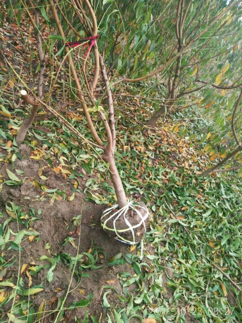 桃树苗基地品种桃苗批发看圃起苗现挖现卖