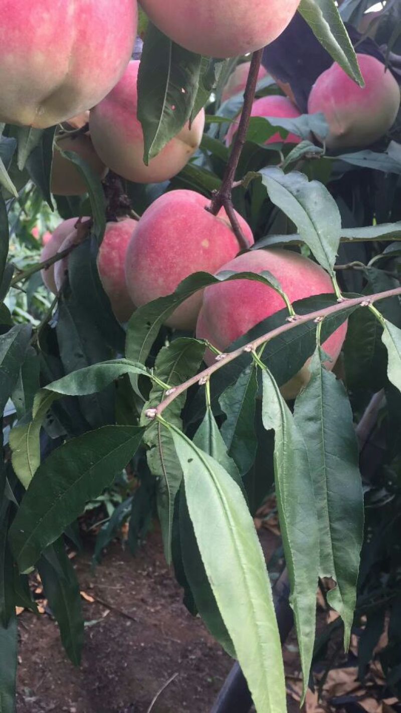 桃树苗基地品种桃苗批发看圃起苗现挖现卖