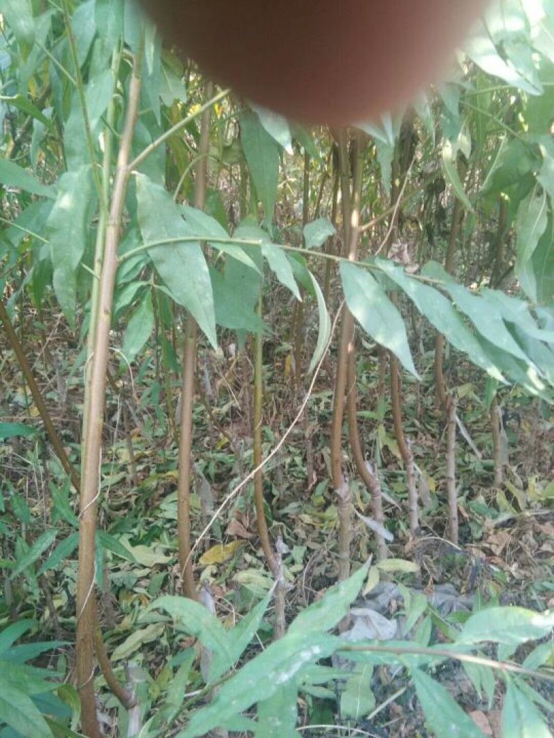 桃树苗基地品种桃苗批发看圃起苗现挖现卖