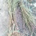 桃树苗基地品种桃苗批发看圃起苗现挖现卖