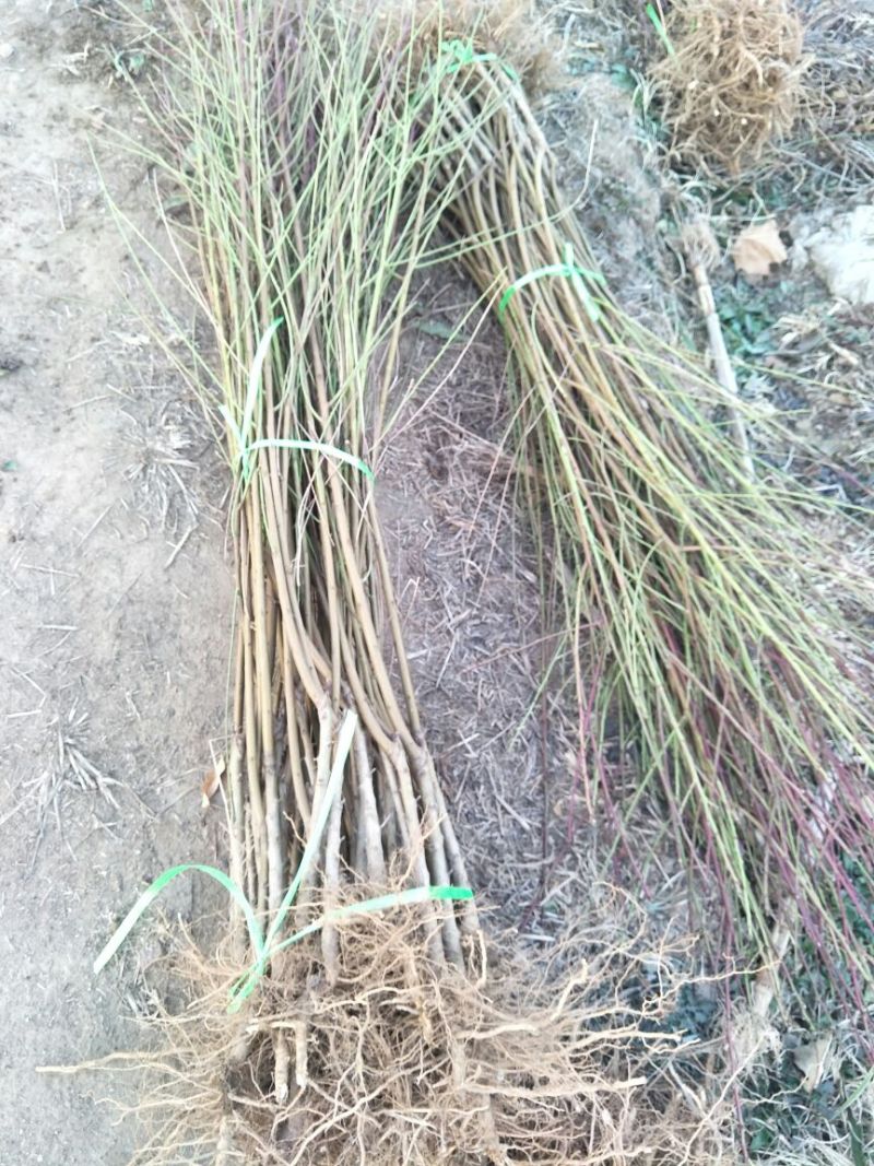 桃树苗基地品种桃苗批发看圃起苗现挖现卖