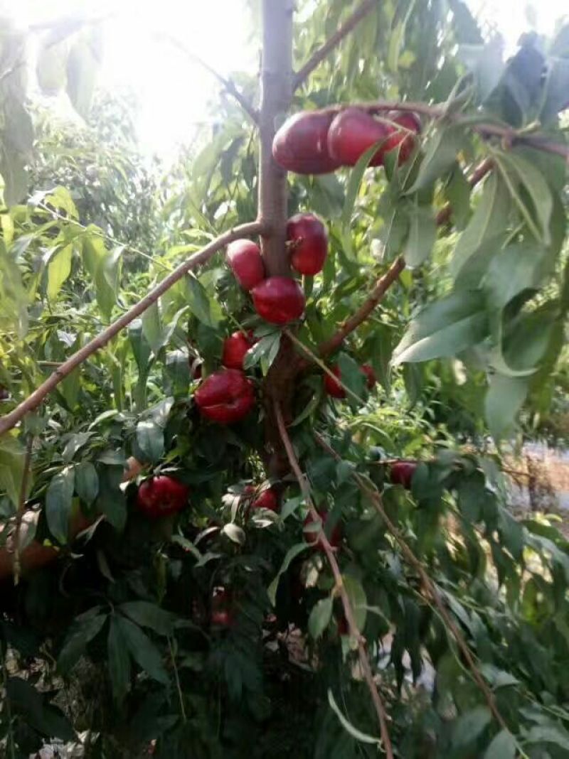 桃树苗基地品种桃苗批发看圃起苗现挖现卖