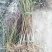 桃树苗基地品种桃苗批发看圃起苗现挖现卖