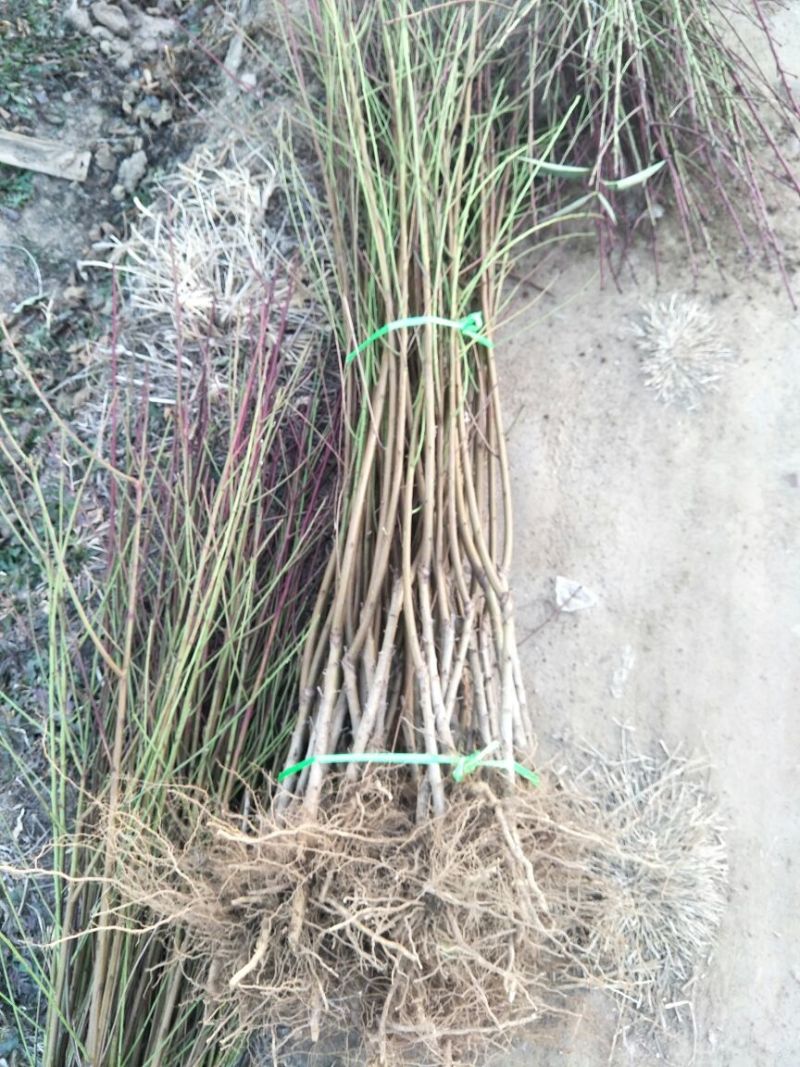 桃树苗基地品种桃苗批发看圃起苗现挖现卖
