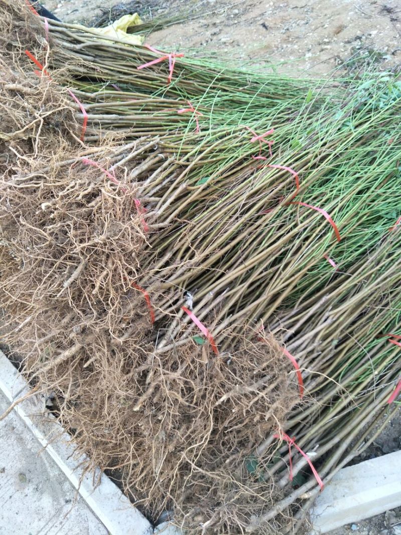 桃树苗基地品种桃苗批发看圃起苗现挖现卖