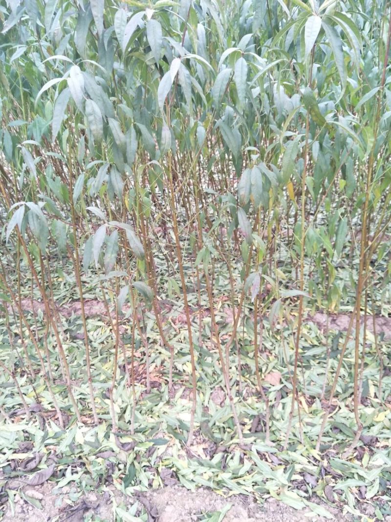 桃树苗基地品种桃苗批发看圃起苗现挖现卖