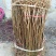 桃树苗基地品种桃苗批发看圃起苗现挖现卖