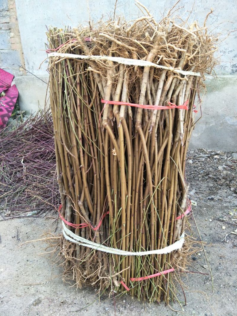 桃树苗基地品种桃苗批发看圃起苗现挖现卖